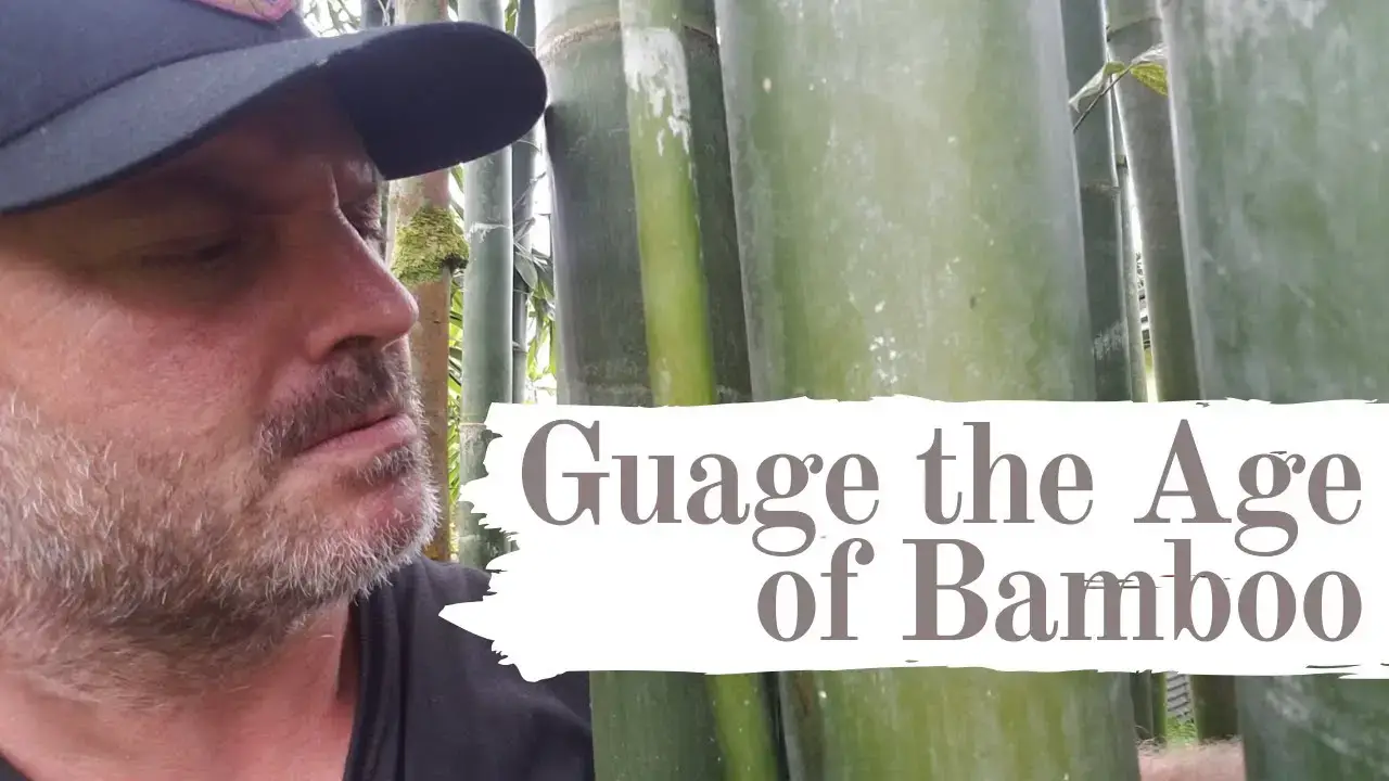 'Video thumbnail for How Old is Your Bamboo?'