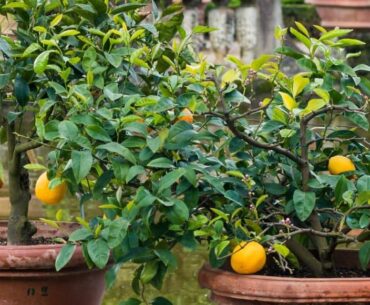 Can You Eat The Fruit From A Patio Garden?