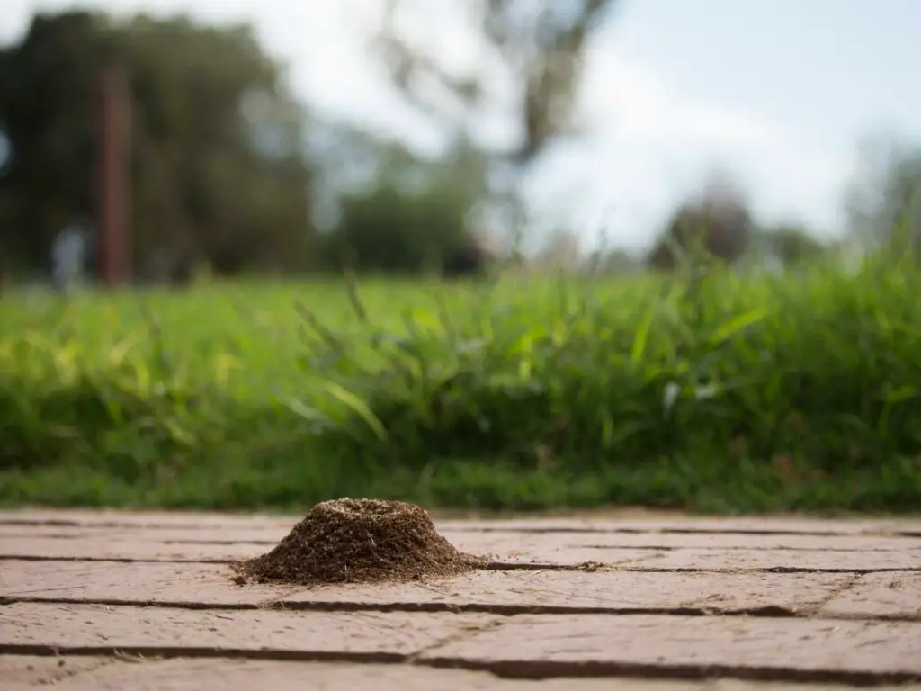 How To Get Rid Of Ants On Your Patio