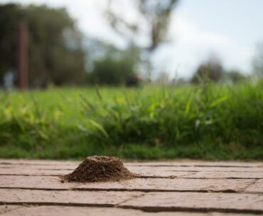 How To Get Rid Of Ants On Your Patio