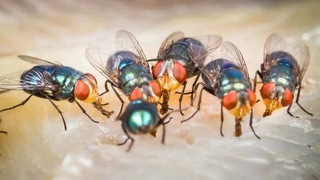 How To Get Rid Of Flies In Patio And Outside