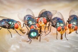 [HOW TO] Get Rid Of Flies On A Patio And Outside (EASY)