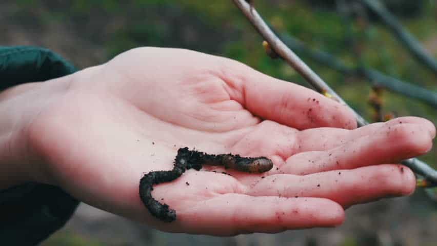 How To Prevent Earthworms On Your Patio