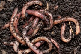 How To Prevent Earthworms On Your Patio: [5 Tips]