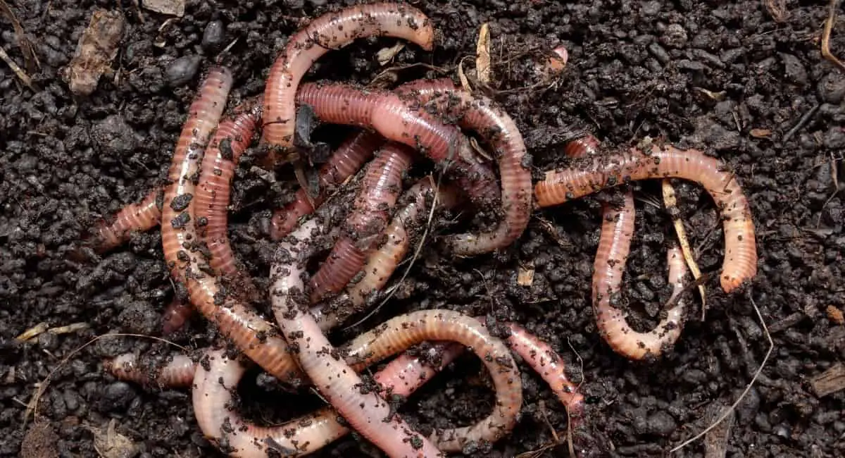 How to Prevent Earthworms on Your Patio 5 Effective Methods Clever Patio