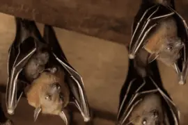 Are Bats Attracted To Porch Lights -Get Rid Of Them