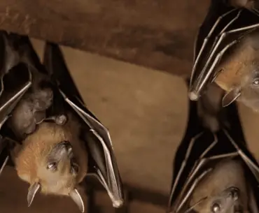 Are Bats Attracted To Porch Lights -Get Rid Of Them
