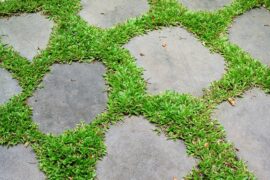 Can You Grow Grass Between Pavers? [And How]