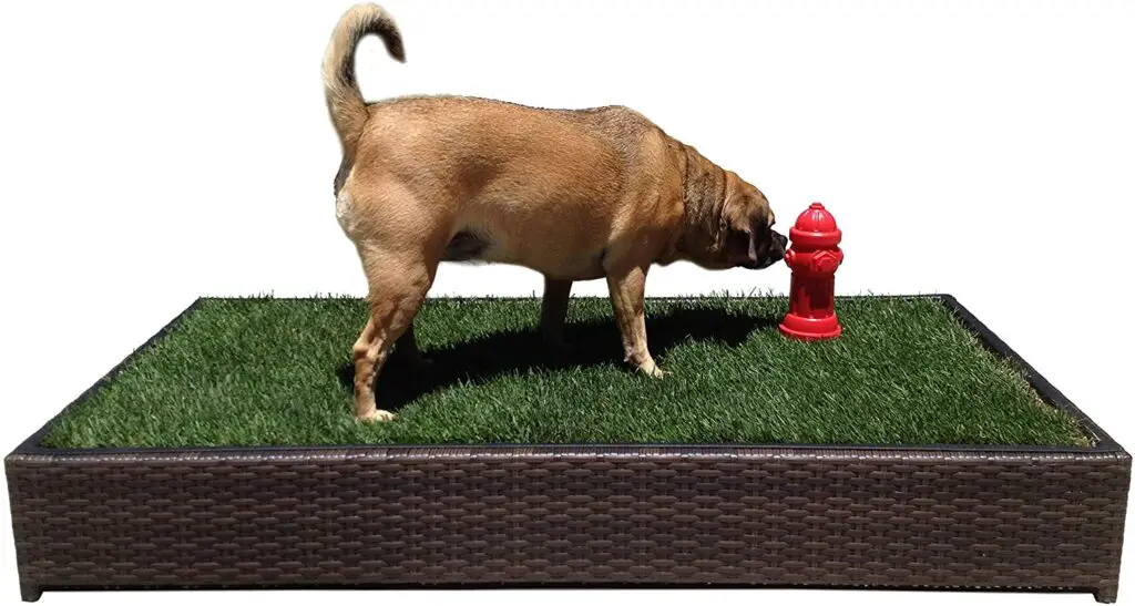 How to Train Your Dog to Use a Porch Potty