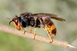 Keep Wasps Away From Your Porch/Patio/Deck! [3 WAYS]