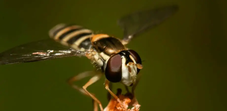 How to Get Rid of Hoverflies On Your Patio