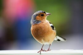 13 Ways Keep Birds From Building Nests On Porch