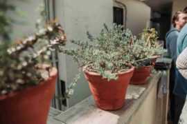 How-to-Arrange-Potted-Plants-on-A-Patio