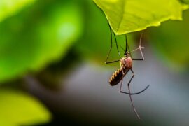 [9 Ways] How to Keep Mosquitoes Away from Patios