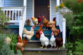 5 Effective Ways to Keep Chickens Off Your Porch